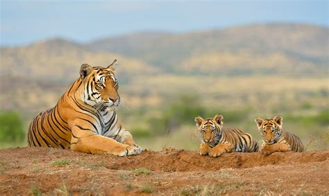 tiger family squiver