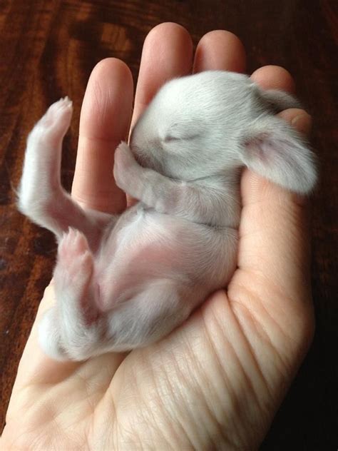 baby bunny     days   cute cute creatures
