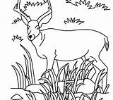 Grassland Coloring Pages Animals Savanna African Getcolorings Printable Getdrawings Colorings sketch template