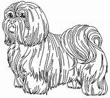 Lhasa Apso Shih Colorir sketch template