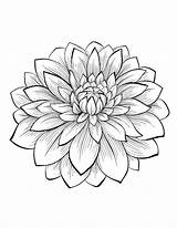 Dahlia Youngandtae елена sketch template
