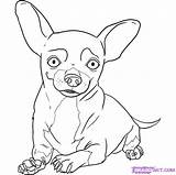 Chihuahua Coloring Pages Dog Chiwawa Draw Step Drawing Chihuahuas Puppy Kids Animals Beverly Hills Dogs Books Happy Pugs Girls Print sketch template