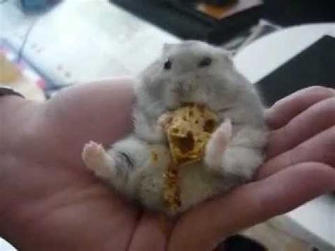 Cookie Cute And Funny Hamster Eating French Bread Youtube