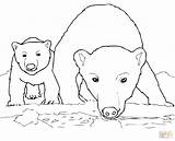 Polar Bear Coloring Pages Cub Baby Bears Drawing Printable Mother Panda Arctic Animals Cola Coca Express Mom Curious Cute Color sketch template