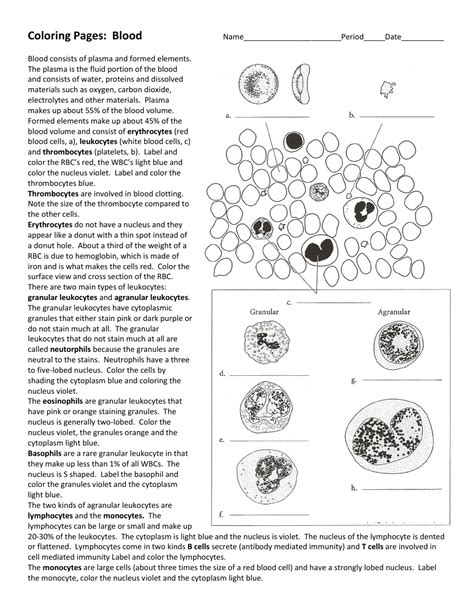 blood drawing  coloring biology worksheet  printable
