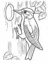 Woodpecker Coloring Pages Drawing Printable Getdrawings Woodpeckers Getcolorings Pileated Color sketch template