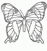 Schmetterling Insect sketch template