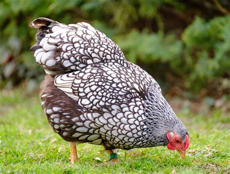 poultry breed classes ecofarming daily