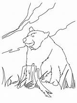 Colorear Oso Bear Coloring Kodiak Beruang Mewarnai Gambar Pardo Urso Anak Ours Selva Vieil Hellokids Panda Salvajes Paud Línea sketch template