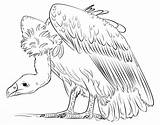 Vulture Urubu Geier Buitre Dibujar Colorare Gallinazo Buitres Drawing Facil Avvoltoio Outline Ausmalbilder Supercoloring Marvel Links Feia sketch template