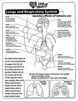 Respiratory System Worksheets Coloring Lungs Lung Human Body Science Clipart Kids Systems Circulatory Tobacco Worksheet Health Biology Grade Mouth Book sketch template