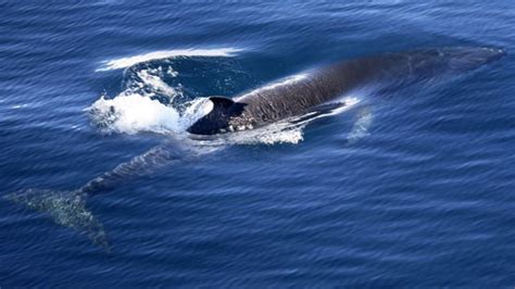 antarctic minke whales  heart  ocean quack mystery bbc news