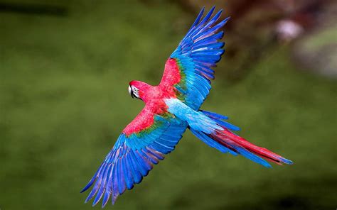 colorful birds macaws long tailed parrots widespread wings  flight birds wallpaper  desktop