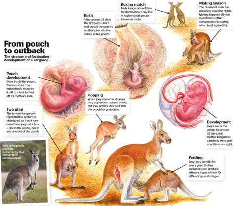 the remarkable lifecycle of the kangaroo how it works kangaroo life cycle