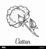 Cotton Plant Sketch Vector Illustration Bud Engraved Branch Drawn Leaf Alamy Hand sketch template