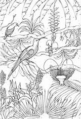 Paradise Colouring Birds Book sketch template