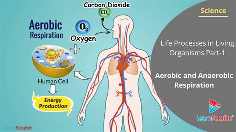 aerobic  anaerobic respiration life processes  living organisms youtube