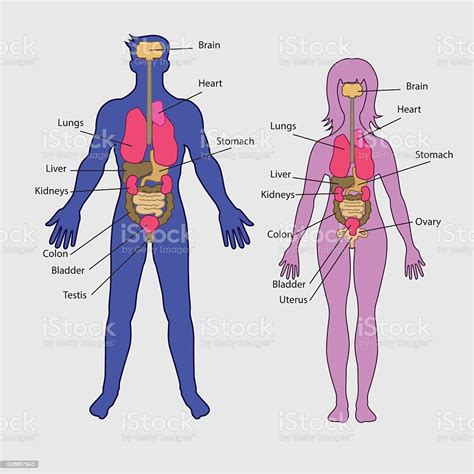 ilustración de de vector de Órganos internos humanos básicos y más