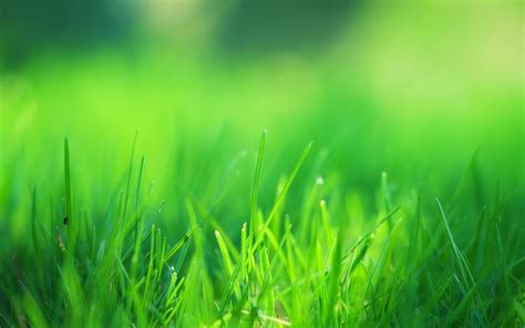 green grass field laptop hd hd  wallpapers images