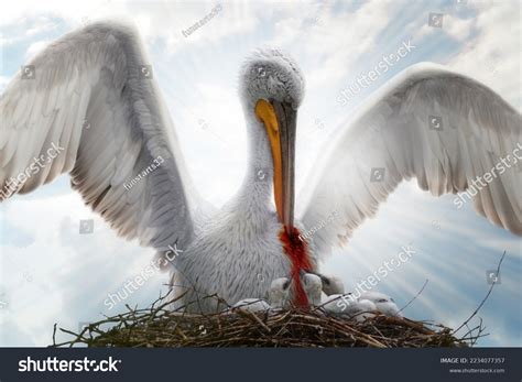 pelican piety images stock  vectors shutterstock