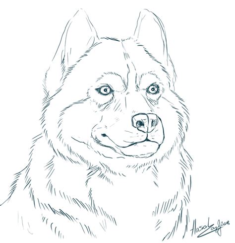 husky clipart coloring page husky coloring page transparent