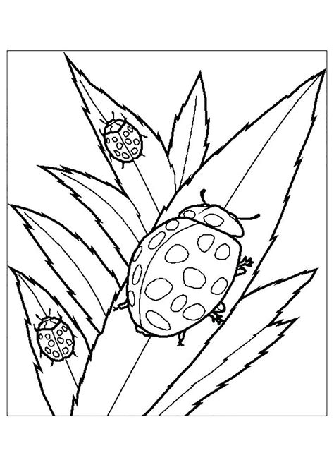 printable realistic bug coloring pages goimages insig vrogueco