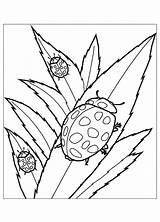 Coloring Pages Insects Bug Ladybug Lady Kids Leaves Realistic Printable Print Cute Children Eating Color Flying Cliparts Animal Clipart Beautiful sketch template