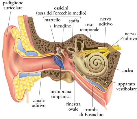 lapparato uditivo dolore al collo orecchio interno  corpo umano