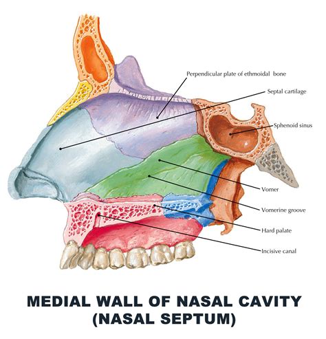 nasal septum anatomy    deviated septum crpodt