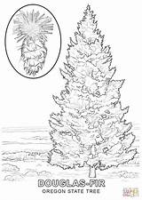 Tree Coloring Oregon Pages State Fir Evergreen Drawing Printable Color Kids Colouring Trees Christmas Getdrawings Designlooter Choose Board sketch template