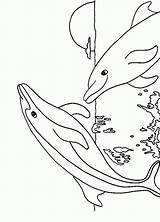 Dolphin Dolphins Golfinhos Delfini Swim Liebe Brincando Dois Delfino Delfine Pintar sketch template