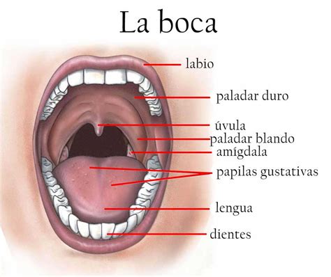 la boca funciones ubicación partes características
