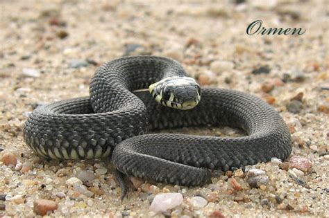 ijonks wallpaper black mamba snake