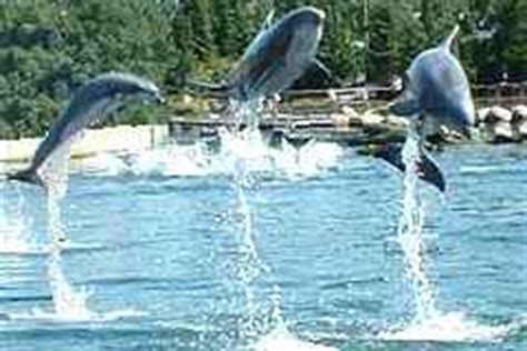 sprekende dolfijnen