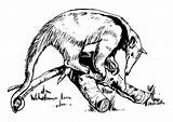 Oso Hormiguero Colorear Anteater Fourmilier Grandes Clipartkey Educima Scarica sketch template
