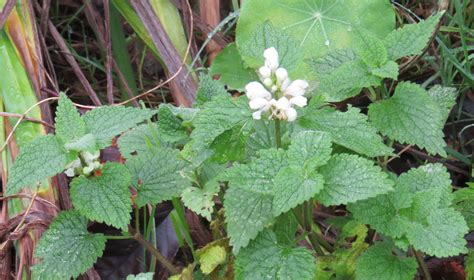 wednesday weed white dead nettle bug woman adventures  london