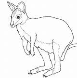 Wallaby Coloring Australian Animals Pages Printable Kids Colouring Template Color Drawing Supercoloring Brisbane Kangaroos Categories Silhouettes sketch template