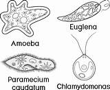 Paramecium Amoeba Euglena Unicellular Caudatum Organisms Proteus sketch template