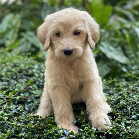 mini goldendoodle sold puppies  sale waggs  riches