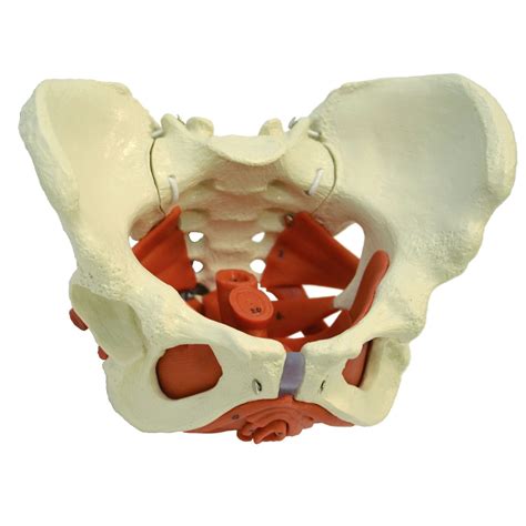 modele anatomique de bassin  ruediger anatomie