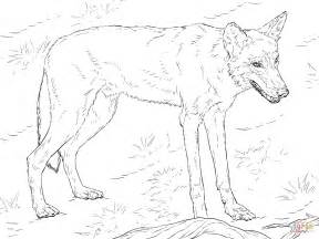 red wolf coloring page  printable coloring pages