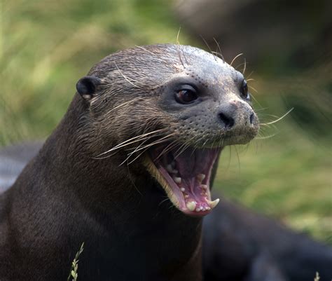 researchers crack  code  otter chatter animal behaviour earth touch news