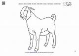 Goat Coloring Billy Color Male sketch template