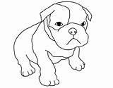 Bulldog Coloring English Georgia Pages sketch template