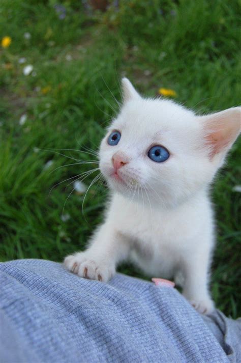 hooman tiny white kitten steals  heart   human companion