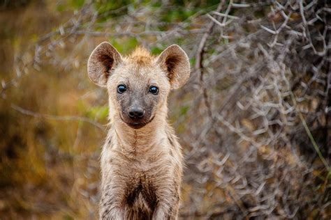 amazing facts  hyena wild tomorrow fund