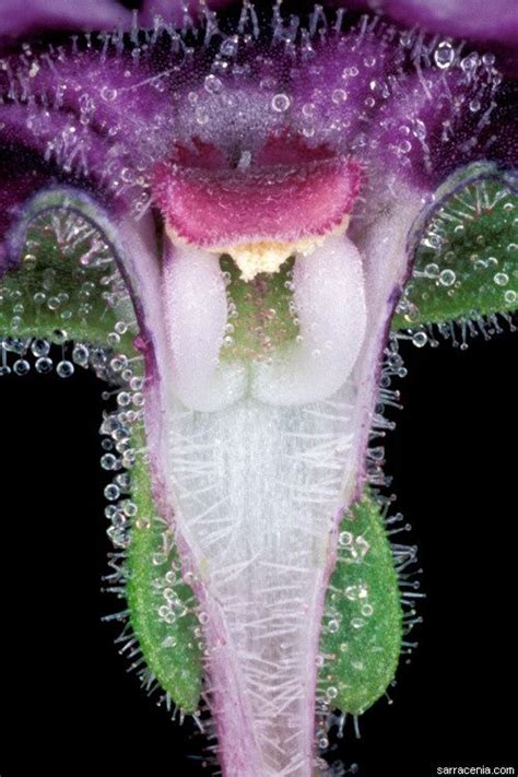 38 best sex in nature vagina flowers images on pinterest connect beautiful flowers and couple