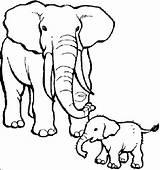 Elephant Coloring Pages Baby Animals Their Drawing Kids Mother African Babies Mom Cute Animal Draw Care Elephants Cartoon Zoo Her sketch template