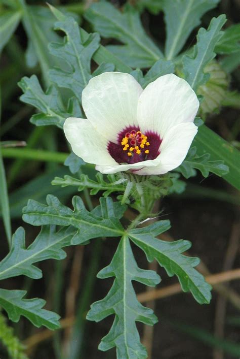 hibiscus trionum flower   hour sun garden flowers gif durian