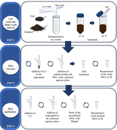 Overview Of The Improved Dna Extraction Method Comprising 3 Main Steps